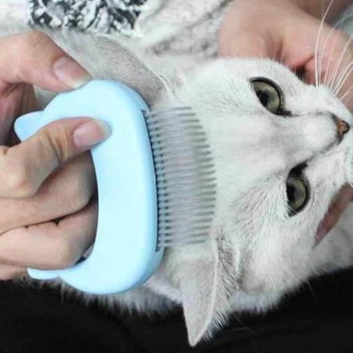 Massage kam til kat og hund