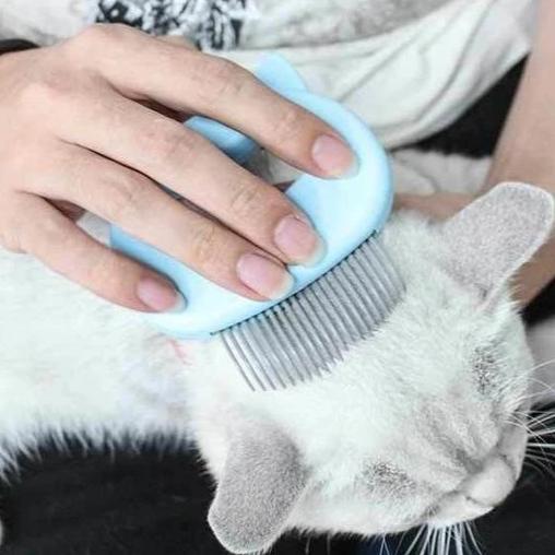 Massage kam til kat og hund