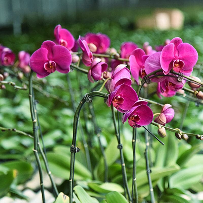 Planteklemmer
