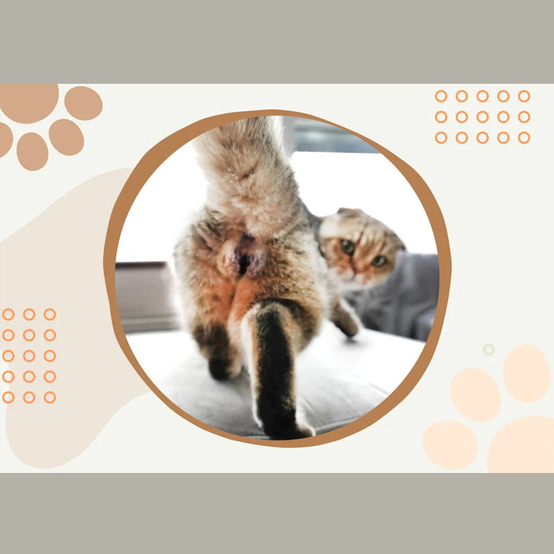 Sjov 2024 kalender med kattekugler