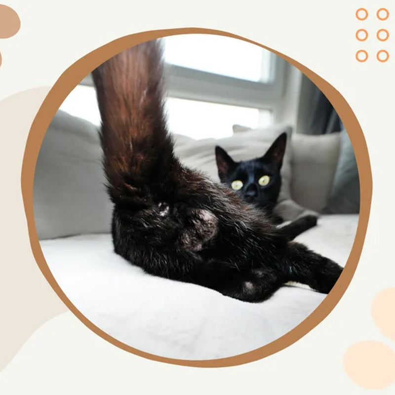 Sjov 2024 kalender med kattekugler