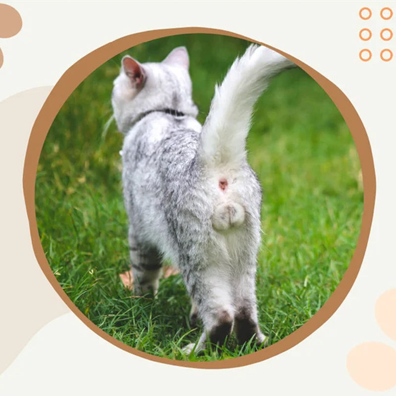 Sjov 2024 kalender med kattekugler