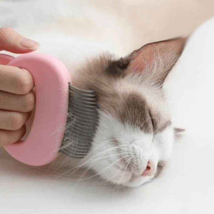 Massage kam til kat og hund